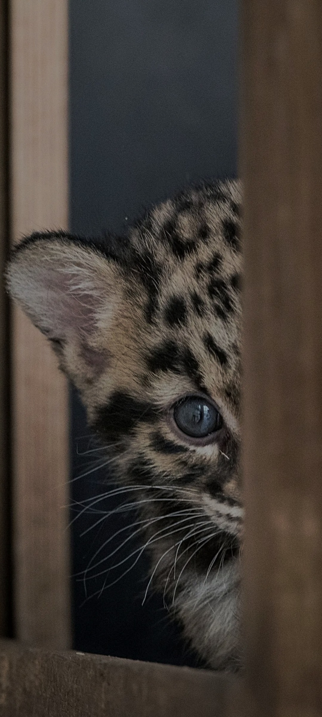 Perfil de Ciwan